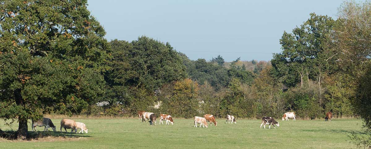 Cattle near Grove House Farm